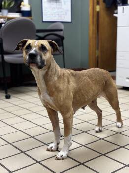 Bull Terrier and Mixed Breed Dogs Available for Adoption - Ginger | PetCurious