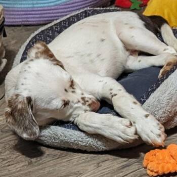 Pointer and Mixed Breed Dogs Available for Adoption in Overland Park, Kansas - Oswald Aka Ozzy | PetCurious