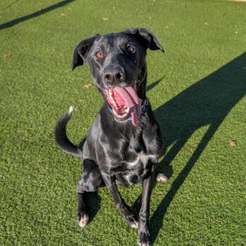 Boone -  Doberman Pinscher and Shepherd Dog for Adoption in Gainesville, Georgia - Boone | PetCurious