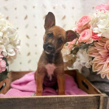 NYX -  Chihuahua Dog for Adoption in Newberg, Oregon - NYX | PetCurious