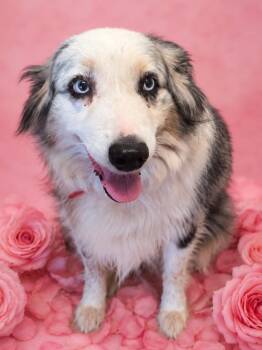 Aussie -  Australian Shepherd Dog for Adoption in Wauchula, Florida - Aussie | PetCurious