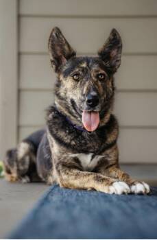 Rescue Dutch Shepherd Dogs for Adoption in Pflugerville, Texas - Millie | PetCurious