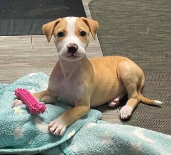 Mateo -  Pit Bull Terrier and Mixed Breed Dog for Adoption in Malvern, Pennsylvania - Mateo | PetCurious