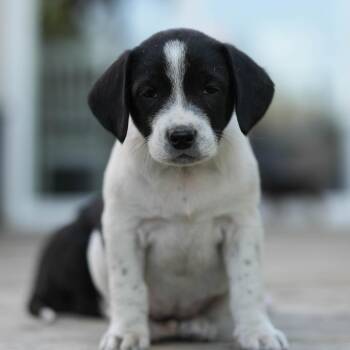 Hound Dogs Available for Adoption in Minneapolis, Minnesota - Caprica | PetCurious