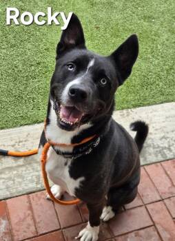 Rescue Husky Dogs for Adoption in Derwood, Maryland - Rocky | PetCurious