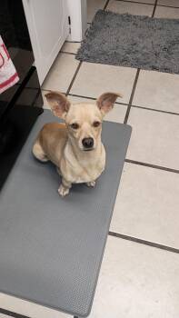Ginger -  Chihuahua and Dachshund Dog for Adoption in Temple, Texas - Ginger | PetCurious
