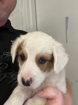 Marbel -  Mixed Breed Dog for Adoption in Holbrook, Arizona - Marbel | PetCurious