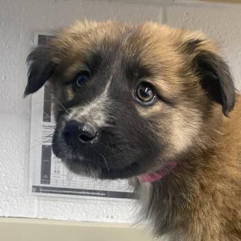 Anatolian Shepherd Dogs Available for Adoption - Jackal | PetCurious