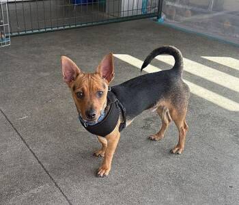 Rocky -  Chiweenie Dog for Adoption in Berkeley, California - Rocky | PetCurious