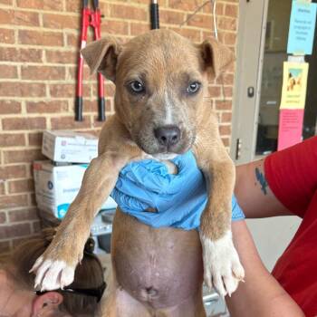 Pit Bull Terrier Dogs Available for Adoption in Birmingham, Alabama - Marco | PetCurious