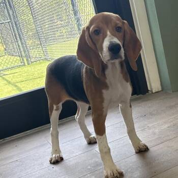 BHE6 4254 -  Beagle Dog for Adoption in Loxahatchee Groves, Florida - BHE6 4254 | PetCurious