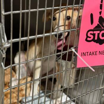 Nilla -  Terrier and Mixed Breed Dog for Adoption in Fort Smith, Arkansas - Nilla | PetCurious