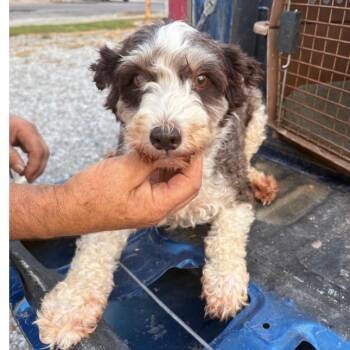 Stephanie -  Miniature Schnauzer Dog for Adoption in Normal, Illinois - Stephanie | PetCurious