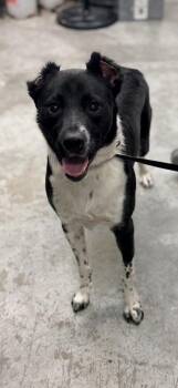 Zeus -  Border Collie and Mixed Breed Dog for Adoption in Bowling Green, Kentucky - Zeus | PetCurious