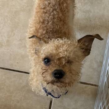 Ollie -  Chihuahua and Miniature Poodle Dog for Adoption in Carver, Massachusetts - Ollie | PetCurious