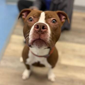 Pit Bull Terrier Dogs Available for Adoption - Brownie | PetCurious