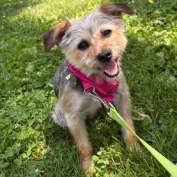 Beatrice -  Yorkshire Terrier Dog for Adoption in Phoenixville, Pennsylvania - Beatrice | PetCurious