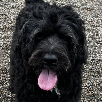 Saint Bernard and Poodle Dogs Available for Adoption in Fort Wayne, Indiana - Annabelle | PetCurious