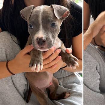Stoney -  Pit Bull Terrier and Mixed Breed Dog for Adoption in Northville, Michigan - Stoney | PetCurious