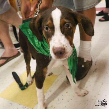 Tree -  Hound Dog for Adoption in Washington, District Of Columbia - Tree | PetCurious