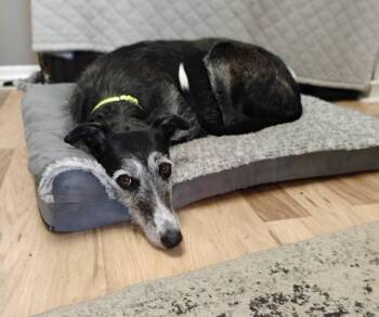 Greyhound and Irish Wolfhound Dogs Available for Adoption in Raytown, Missouri - Nelly | PetCurious