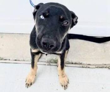 DABI -  Siberian Husky and Labrador Retriever Dog for Adoption in Houston, Texas - DABI | PetCurious