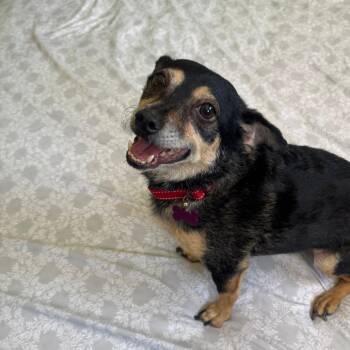 Churro -  Chihuahua Dog for Adoption in Tucson, Arizona - Churro | PetCurious