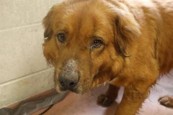 Mixed Breed Dogs Available for Adoption in Columbia, South Carolina - JELLYCUP | PetCurious