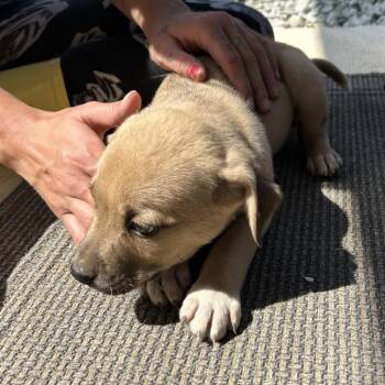 Cattle Dog Dogs Available for Adoption - Bear 5 | PetCurious