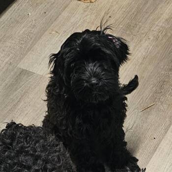 Katara -  Miniature Poodle Dog for Adoption in Mount Vernon, Arkansas - Katara | PetCurious
