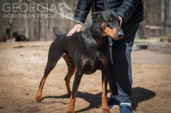 Zeus -  Doberman Pinscher Dog for Adoption in Douglasville, Georgia - Zeus | PetCurious