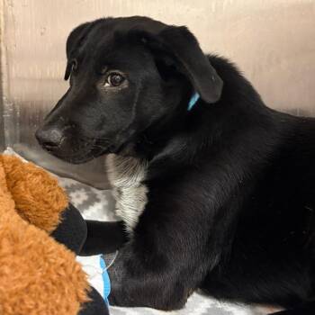 Edgar Allen Poe -  Labrador Retriever and Border Collie Dog for Adoption in Austin, Texas - Edgar Allen Poe | PetCurious