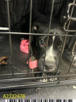 Mixed Breed Dogs Available for Adoption in West Palm Beach, Florida - BUBBLES | PetCurious