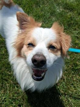 Chance -  Mixed Breed Dog for Adoption in Fremont, Ohio - Chance | PetCurious
