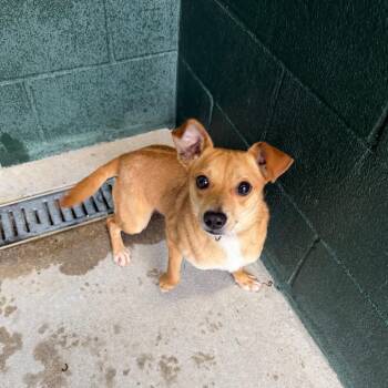 Chihuahua and Mixed Breed Dogs Available for Adoption in Carencro, Louisiana - Mister Sir | PetCurious