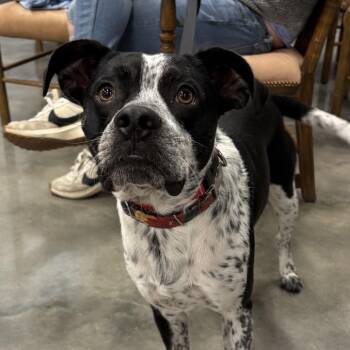 Rescue Mixed Breed Dogs for Adoption in Cape Girardeau, Missouri - Buddy | PetCurious