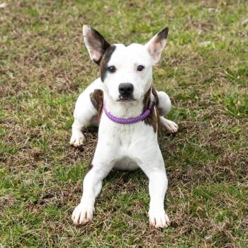 Mixed Breed Dogs Available for Adoption - Daisy | PetCurious