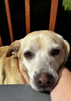 Rescue Labrador Retriever and Yellow Labrador Retriever Dogs for Adoption in Albany, New York - Bridget | PetCurious