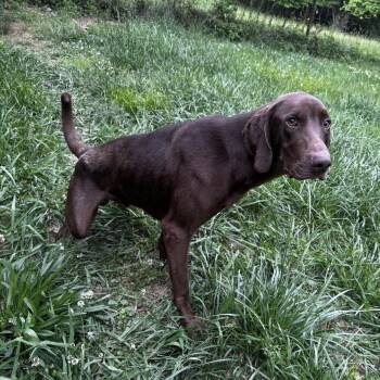 German Shorthaired Pointer and Chocolate Labrador Retriever Dogs Available for Adoption in Blue Ridge, Georgia - Rango | PetCurious