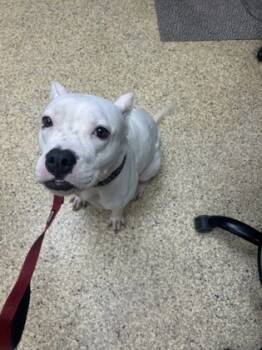Rescue Pit Bull Terrier and Mixed Breed Dogs for Adoption in Houston, Texas - CAROLINE | PetCurious