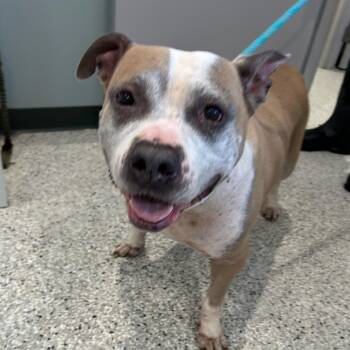Zoey -  Pit Bull Terrier Dog for Adoption in Carlyle, Illinois - Zoey | PetCurious