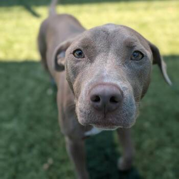 Tabitha -  Pit Bull Terrier Dog for Adoption in Dallas, Texas - Tabitha | PetCurious