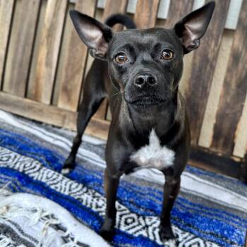 Chihuahua Dogs Available for Adoption in Oakland, California - Avery | PetCurious