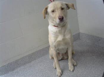 A186133 -  Labrador Retriever and Mixed Breed Dog for Adoption in Pasadena, Texas - A186133 | PetCurious