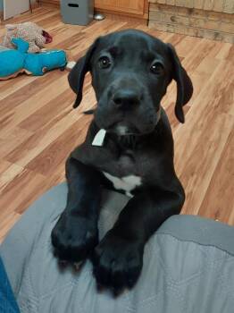 Goliath -  Mastiff Dog for Adoption in Sedalia, Colorado - Goliath | PetCurious