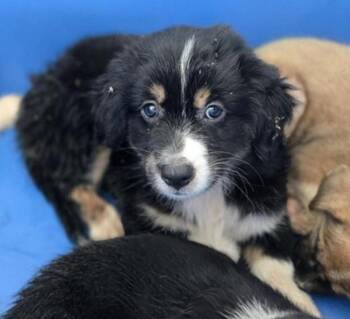 CADET -  Mixed Breed Dog for Adoption in Holbrook, New York - CADET | PetCurious