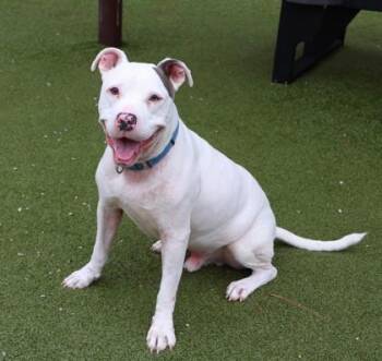 Miles -  Mixed Breed Dog for Adoption in Athens, Georgia - Miles | PetCurious
