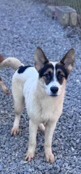 Pumbaa -  Belgian Shepherd Malinois Dog for Adoption in Chuckey, Tennessee - Pumbaa | PetCurious