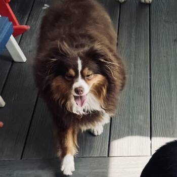 Ruby -  Australian Shepherd Dog for Adoption - Ruby | PetCurious