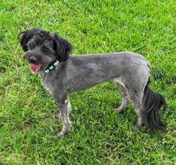 Buddy -  Shih Tzu and Bichon Frise Dog Available for Adoption in WDM, Iowa - Buddy | PetCurious